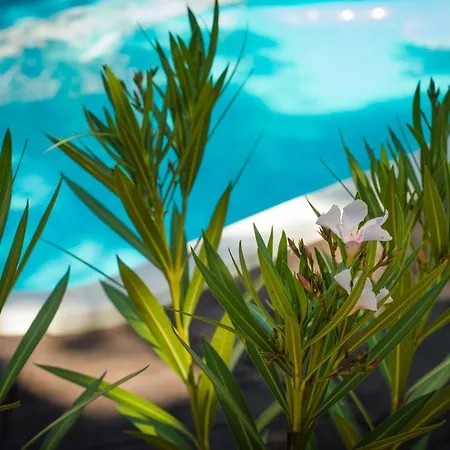 Rock Oak Glamping 3 Lyxtält